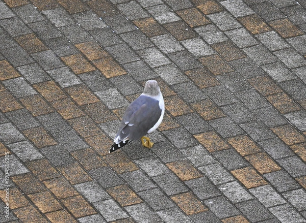 Obraz ウミネコの後ろ姿