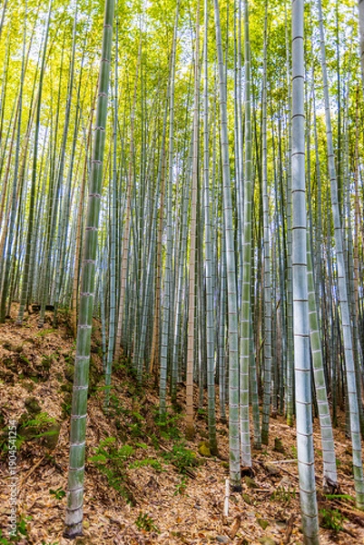 Obraz 京都府嵐山　竹林の小径