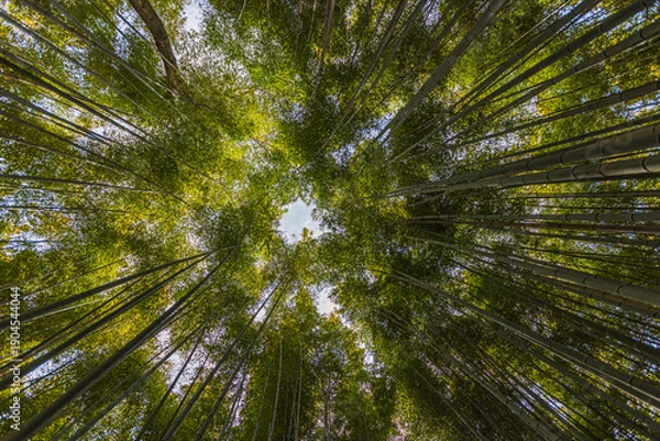 Obraz 京都府嵐山　竹林の小径