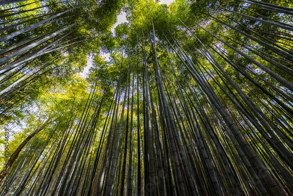 Obraz 京都府嵐山　竹林の小径