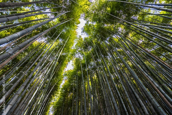 Obraz 京都府嵐山　竹林の小径