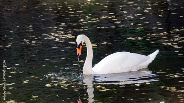 Obraz 落ち葉が散らばる静かな水面をゆっくりと泳ぐ一羽の白鳥
