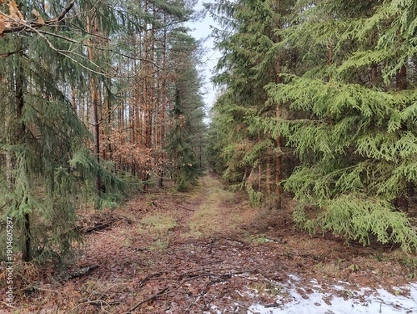Fototapeta Winter Forest Path Through Pine and Spruce Trees