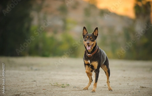 Fototapeta Australian Kelpie standing in open field with one paw up