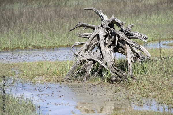 Obraz dead tree among field and sand filled with tiny crabs