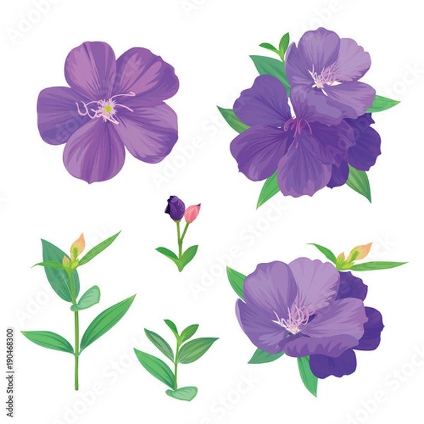Fototapeta Piękny fioletowy kwiat księżniczki lub tibouchina urvilleana i liść na białym tle. Wektor zestaw kwitnących kwiatów na zaproszenia ślubne i projekt karty z pozdrowieniami.