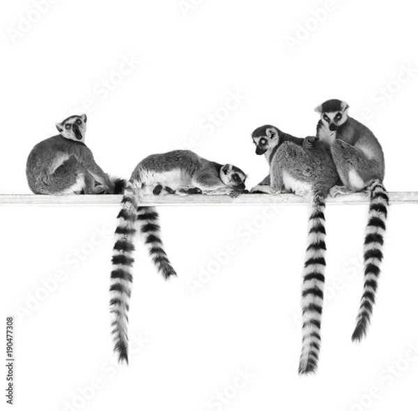 Fototapeta Black and white image of ring-tailed lemurs isolated on white background