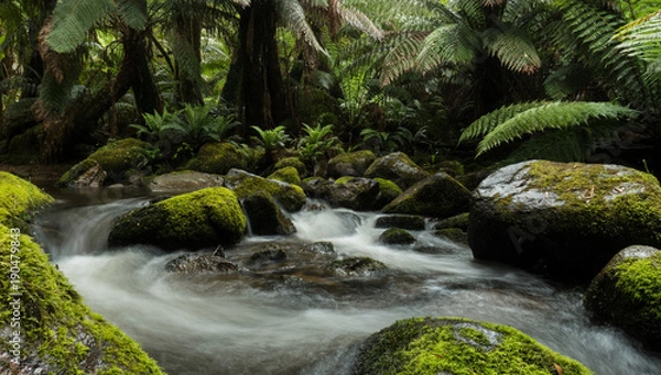 Obraz Rainforest stream swirls water between moss covered rocks and overhanging ferns trees in pristine forest.