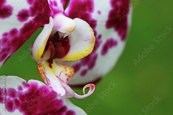 Obraz Orchid flower in close up	