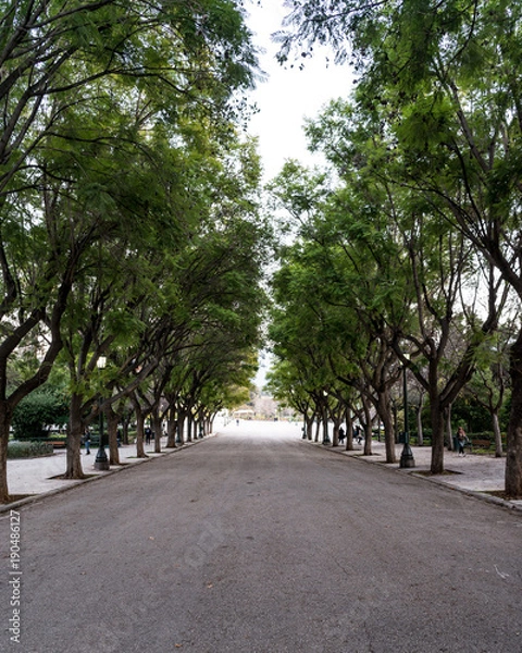 Obraz Tree Grove in Athens, Greece