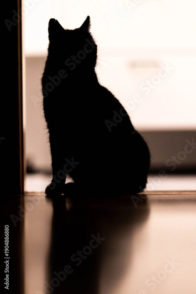 Obraz Silhouette einer Katze