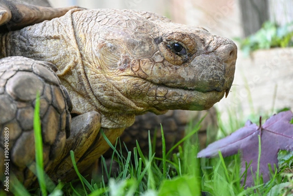 Obraz tortoise in the grass