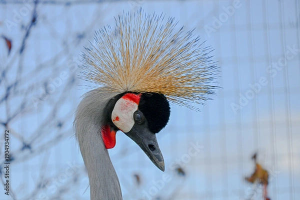 Obraz black crowned crane