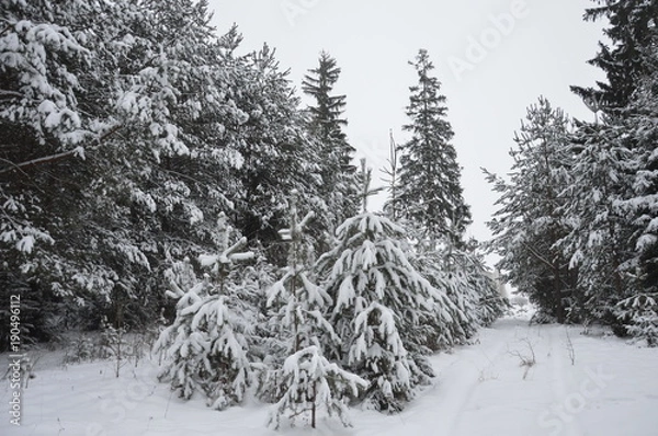 Obraz Зимний лес