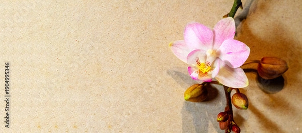 Obraz Orchidee Orchideenblüte