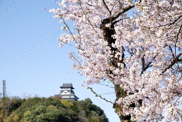 Obraz 犬山市、満開の桜と国宝犬山城