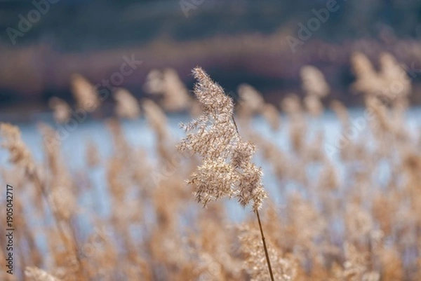 Obraz 湖畔に揺れる冬の葦の穂と美しいボケ味の自然風景