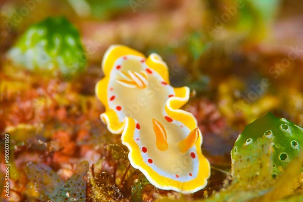 Obraz アカテンイロウミウシ