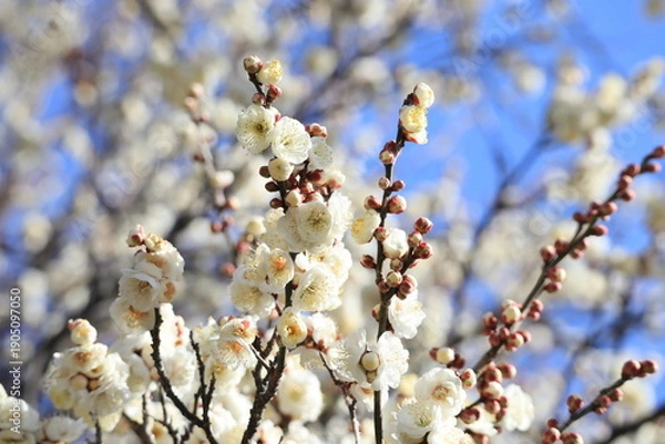 Obraz 青空に映える白梅