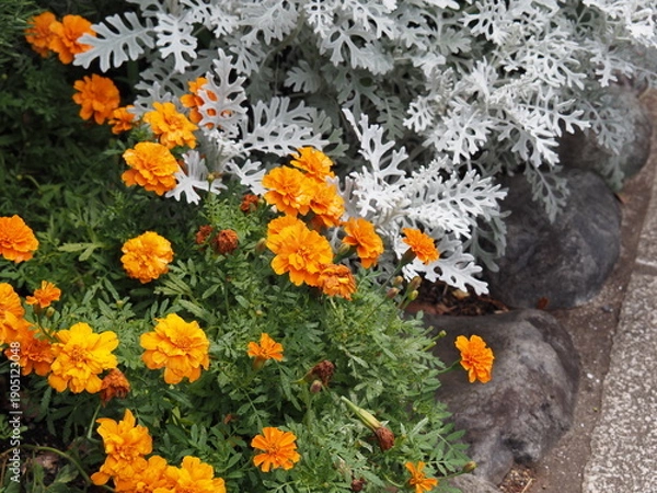 Obraz マリーゴールドとシロタエギク