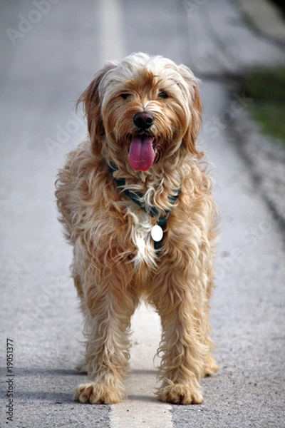 Fototapeta Domestic dog on the sideroad