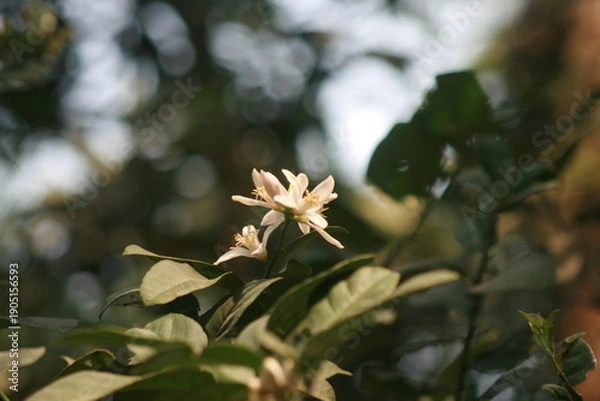 Obraz white flower in the forest