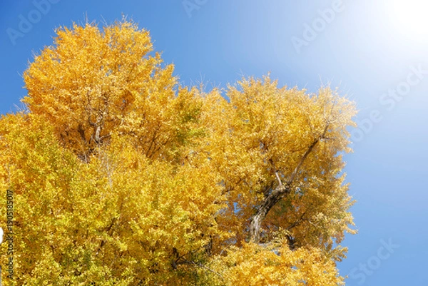 Obraz 青空に映える黄金色の銀杏の木