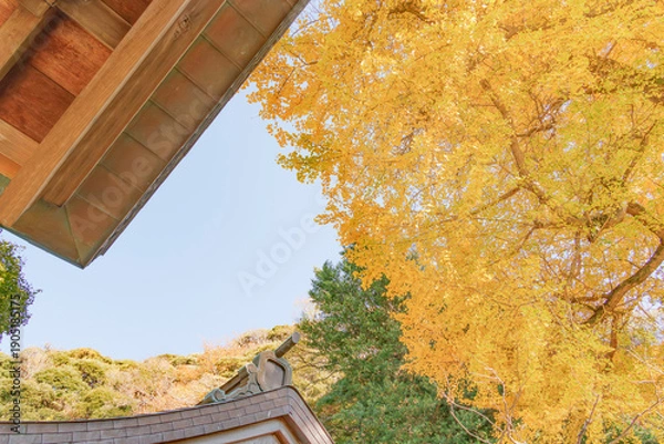 Obraz 青空に映える黄金色の銀杏の木