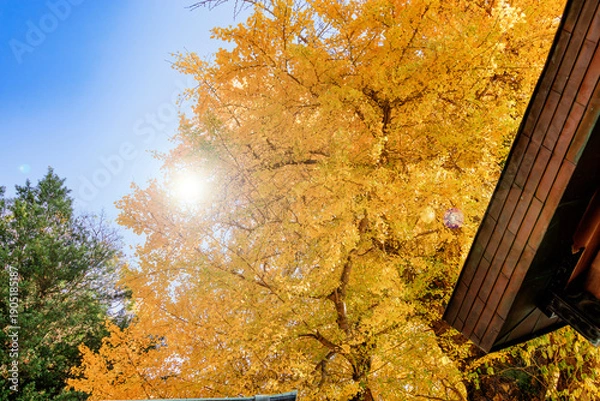 Obraz 青空に映える黄金色の銀杏の木