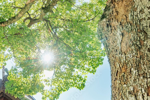 Obraz 太陽の光が綺麗な新緑の木