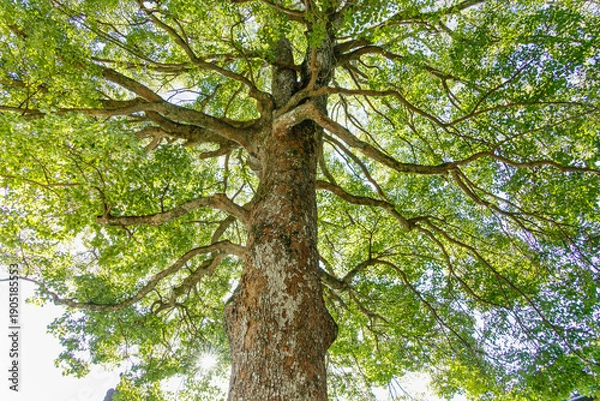 Obraz 太陽の光が綺麗な新緑の木