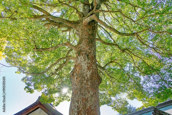 Obraz 太陽の光が綺麗な新緑の木