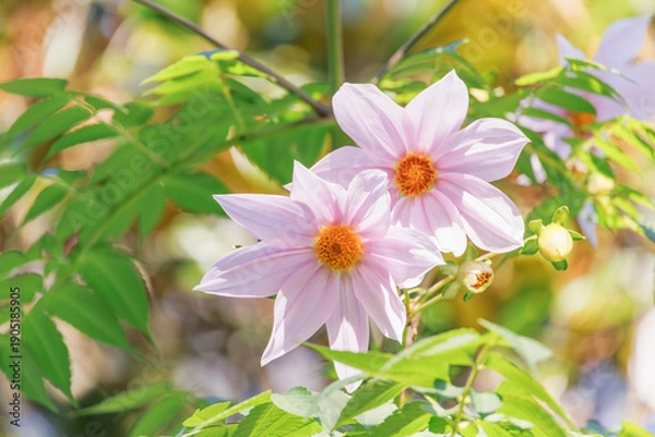 Obraz 淡いピンク色の皇帝ダリア