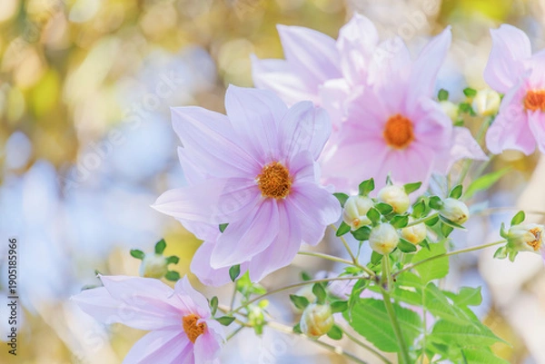 Obraz 淡いピンク色の皇帝ダリア