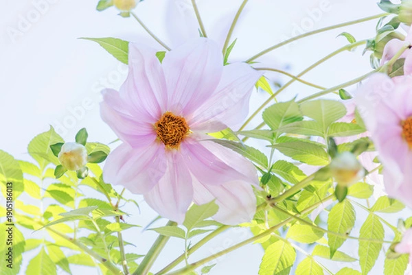 Obraz 淡いピンク色の皇帝ダリア