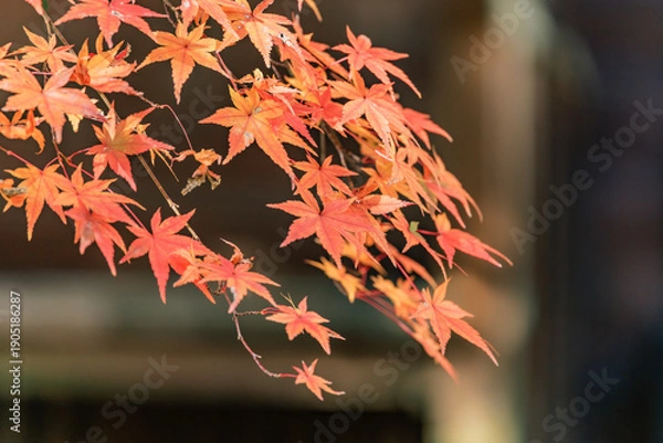 Obraz 鮮やかに色づいた紅葉の枝