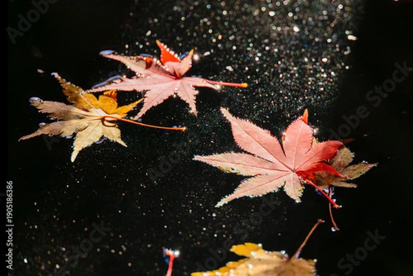 Obraz 手水鉢に映る紅葉の情景