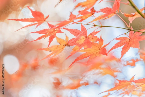 Obraz 鮮やかに色づいた紅葉の枝