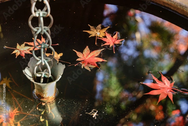 Obraz 手水鉢に映る紅葉の情景