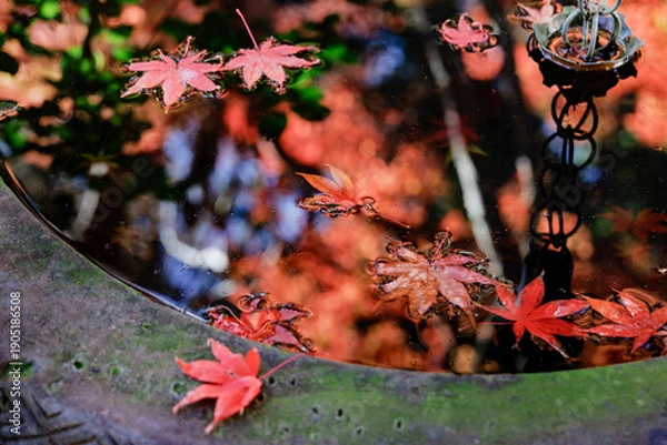 Obraz 手水鉢に映る紅葉の情景