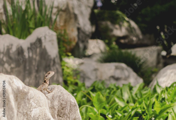 Obraz Lizard in Garden