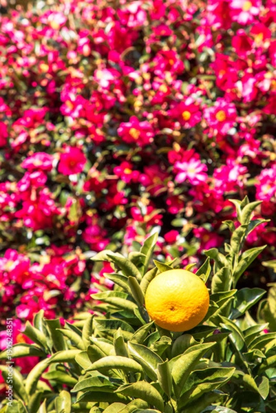 Obraz 제주 동백꽃