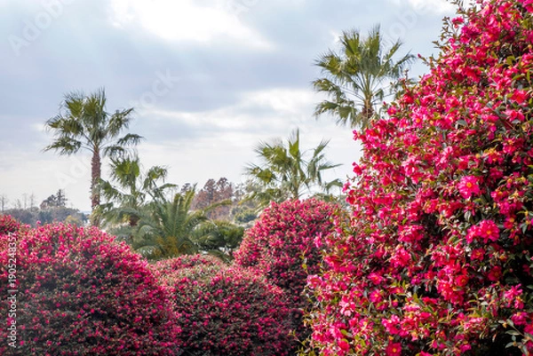 Obraz 제주 동백수목원