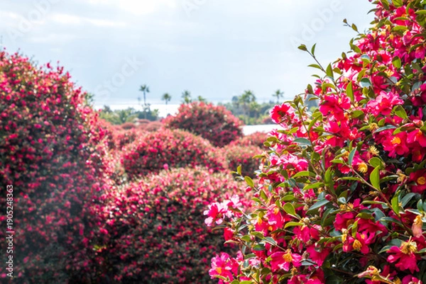 Obraz 제주 동백수목원