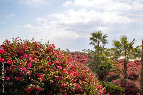Obraz 제주 동백수목원