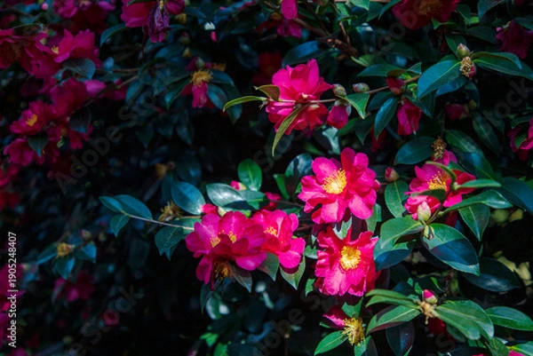 Obraz 제주 동백꽃