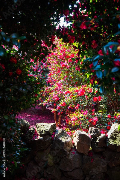 Obraz 제주 동백수목원 동백꽅