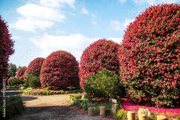 Obraz 제주 동백수목원