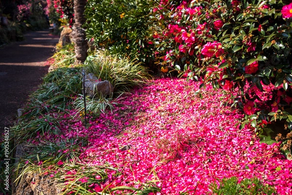 Obraz 베주 수목원