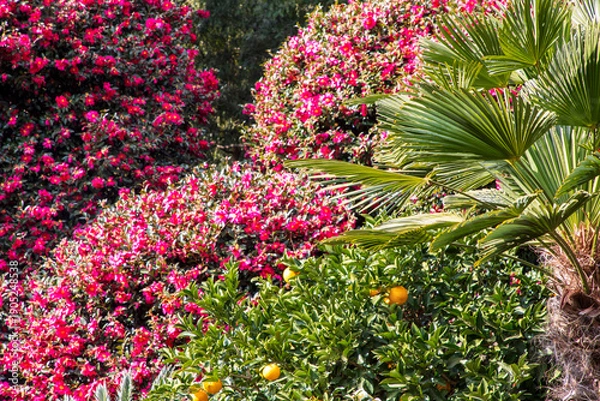 Obraz 제주 동백수목원